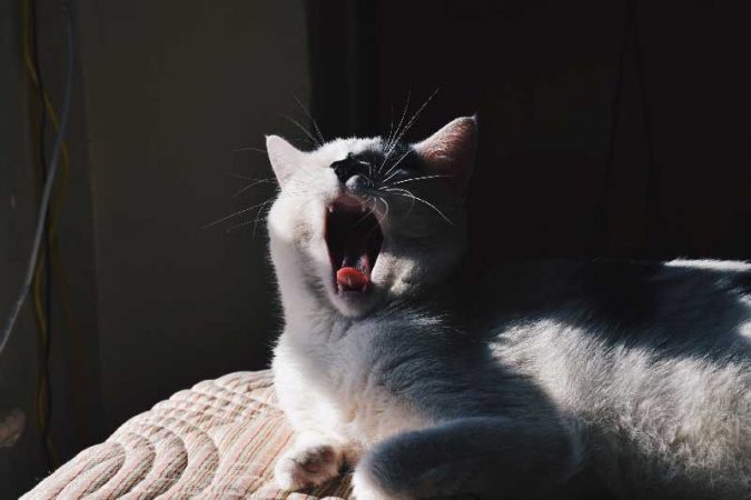 You'll be as laid-back as this cat in no time.