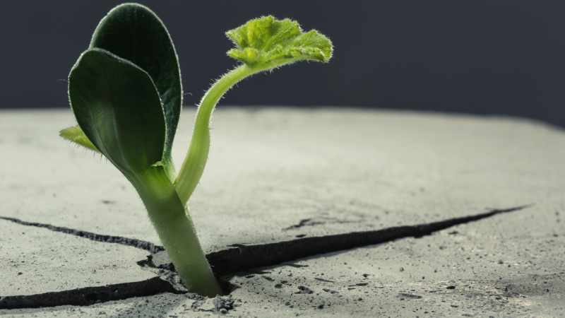 Perseverance is key to a successful writing career