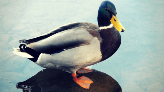 Ey up mi duck!