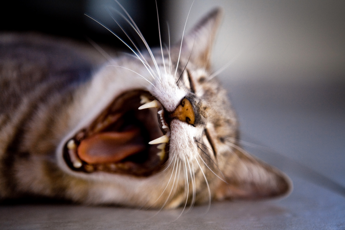 Couldn't find a decent picture of a vampire, so here's one of a yawning cat that looks like a vampire instead